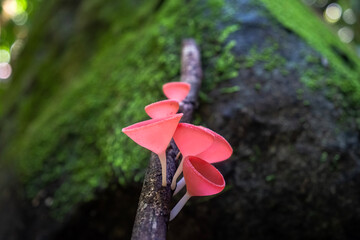 A cluster of red cup-shaped mushroom grows along a damp branch, standing out vividly against the soft green moss in the forest light.