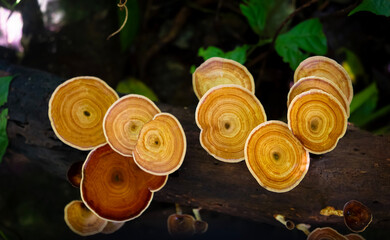 Blurred for background.Reishi mushrooms spread gradually outward, developing growth rings that mimic the appearance of tree rings.
