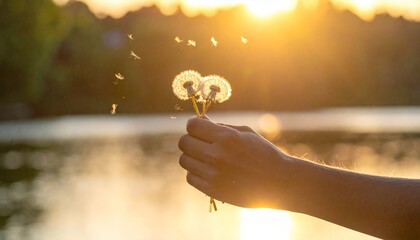 たんぽぽ 3 本を持つ子供の手