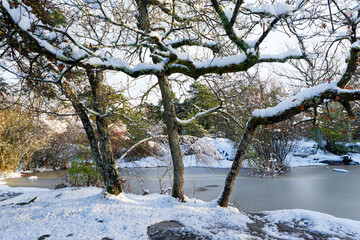 Ice on the surface of the Franchard pond in Fontainebleau forest