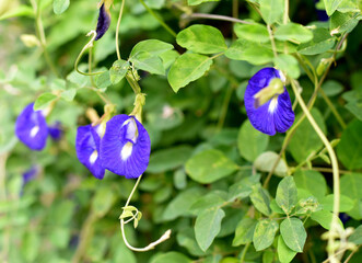 Close up shot of butterfly pea flower blossom at tree