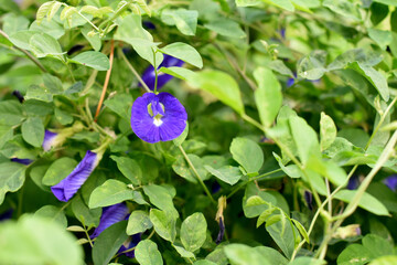 Close up shot of butterfly pea flower blossom at tree