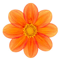 Orange Dahlia Beauty: A vibrant orange dahlia presents its radiant petals in full bloom, a symbol of beauty and vitality, perfect for adding a touch of nature's elegance.