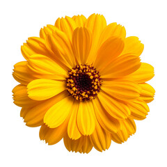 Radiant Blooms: A vibrant, sunny calendula flower, bursting with layers of bright petals and a rich, dark center, a true testament to nature's artistry.