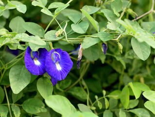 Close up shot of butterfly pea flower blossom at tree