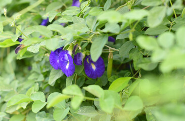 Close up shot of butterfly pea flower blossom at tree