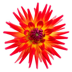 Vibrant Dahlia Blossom: A captivating close-up showcases a radiant dahlia, its petals bursting with a symphony of red, yellow, and hints of purple, demonstrating nature's artistry.