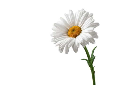 Single white daisy flower with yellow center on black background image