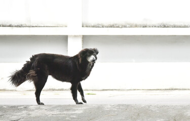 Black dog stand at street looking out