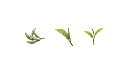 a group of tender tea leaves isolated on a white surface

