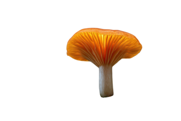 Illuminated orange mushroom cap with gills against black background stem