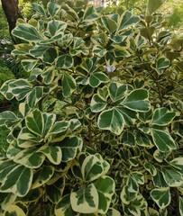 The image features a dense cluster of variegated leaves, predominantly green with creamy white edges, creating a visually striking pattern. The foliage appears lush and healthy with overlapping leaves