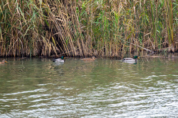 Ducks swimming quietly in a calm river surrounded by tall grass on a sunny afternoon