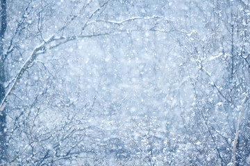 Tree branches covered in snow in a winter park, nature background, seasonal backdrop photo
