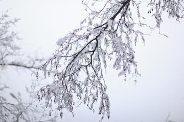 Tree branches covered in snow in a winter park, nature background, seasonal backdrop photo