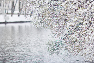 Tree branches covered in snow in a winter park, nature background, seasonal backdrop photo