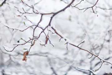 Tree branches covered in snow in a winter park, nature background, seasonal backdrop photo