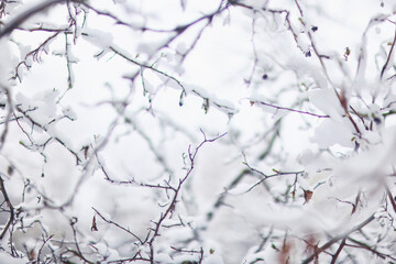 Tree branches covered in snow in a winter park, nature background, seasonal backdrop photo