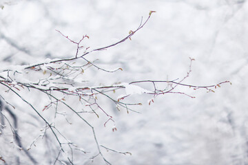 Tree branches covered in snow in a winter park, nature background, seasonal backdrop photo