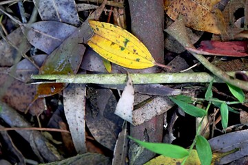 Textured background of the forest floor. Fallen dry leaves and small gray branches, with a  yellow leaf standing out in the middle. Abstract natural composition