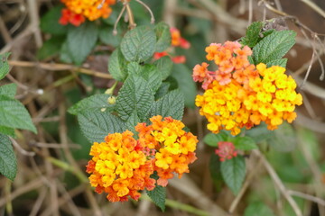Beautiful Orange Lantana camara flower in tropical garden