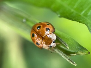 Ladybug habitats include forests, grasslands, farmland, and gardens. suburbs, in shrubs, trees,