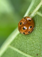 Ladybug habitats include forests, grasslands, farmland, and gardens. suburbs, in shrubs, trees,
