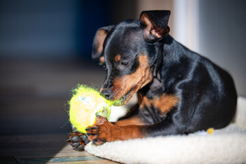 Playful Black and Brown Miniature Pinscher Puppy Energetically Playing with a Bright Green Tennis...