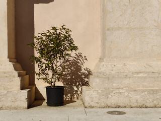 A potted plant beside a large textured stone pillar with warm sunlight illuminating the wall in the background, creating a calm and natural outdoor atmosphere