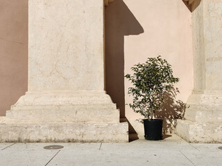 A potted plant beside a large textured stone pillar with warm sunlight illuminating the wall in the background, creating a calm and natural outdoor atmosphere