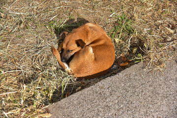 brown mixed breed dog, sleeping in nature