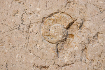 Close-up of textured limestone with a rough, weathered surface, showing pits, veins, cracks, and a circular fossil-like inclusion. Natural stone detail and geology pattern