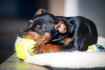 Playful Black and Brown Miniature Pinscher Puppy Energetically Playing with a Bright Green Tennis Ball