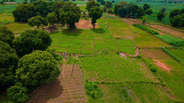 Aerial view of verdant fields interspersed with lush, shadowy trees, creating a vibrant tapestry of green and brown tones, Gwandu, Kebbi, Nigeria.