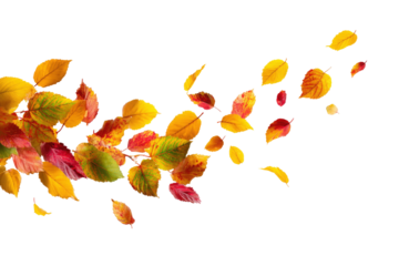 Falling autumn leaves in vibrant colors beautifully drifting on transparent background