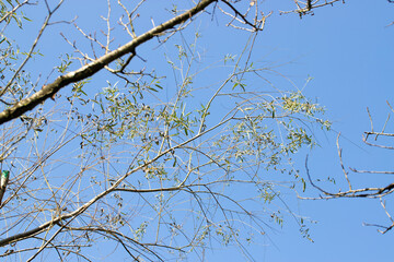 tree branches against blue sky