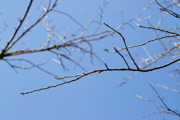 tree branches against blue sky