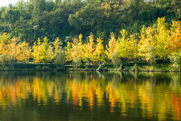 yellow forest and lake in autumn