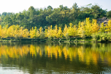 yellow forest and lake in autumn