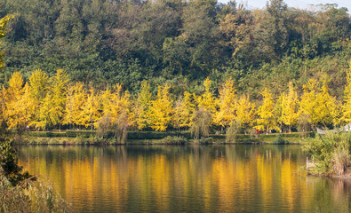 yellow forest and lake in autumn