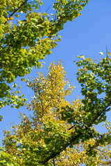 yellow Ginkgo leaves on blue sky