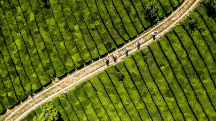 Aerial view of figures stroll along a sun-drenched path bisecting vibrant green tea fields, creating a striking contrast of light and shadow, Fuman, Gilan Province, Iran.