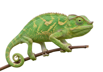 Isolated Panther Chameleon Perched on Branch, Tropical Reptile in Greens and Yellows, Wildlife