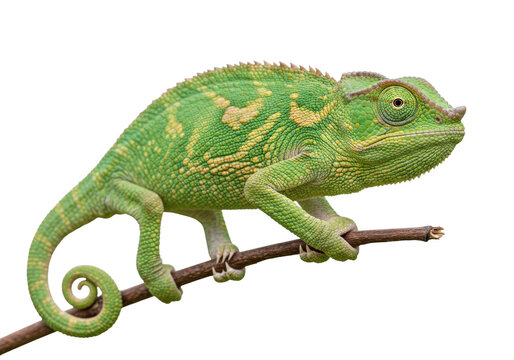 Isolated Panther Chameleon Perched on Branch, Tropical Reptile in Greens and Yellows, Wildlife