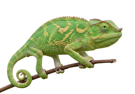 Isolated Panther Chameleon Perched on Branch, Tropical Reptile in Greens and Yellows, Wildlife