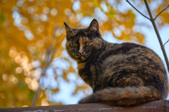 Tortoiseshell cat resting against autumn backdrop