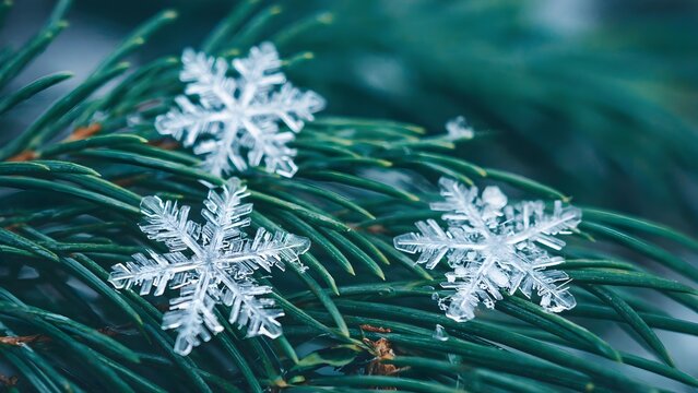 Macro snow crystals on green pine needles (natural daylight)
