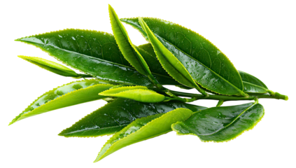 Fresh green tea leaves cluster with water droplets on transparent background