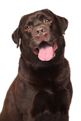 Adorable chocolate Labrador Retriever with a happy expression, perfect for pet product ads, veterinary clinics, and heartwarming family content