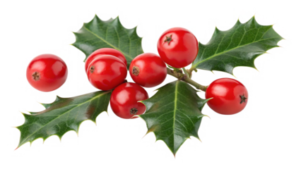 Bright red holly berries alongside glossy green leaves isolated on transparent background
